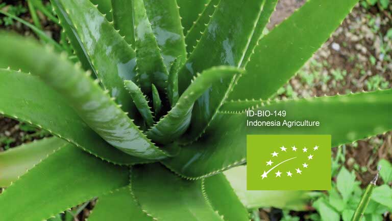 aloe vera hornhaut Hornhaut-Balsam
