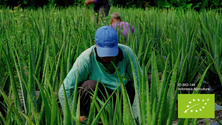 Local Balinese farmer in Aloe Vera organic plantation